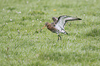 black-tailed godwit