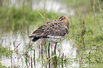 black-tailed godwit