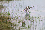 black-tailed godwit