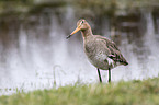 black-tailed godwit