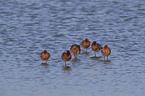 black-tailed godwit