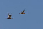 black-tailed godwit