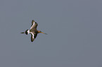 black-tailed godwit