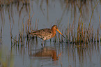 black-tailed godwit