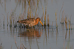 black-tailed godwit