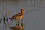 black-tailed godwit