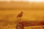 black-tailed godwit on wooden fence