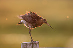 Black-tailed godwit stands on pole