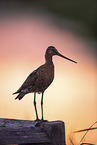 Black-tailed godwit stands on pole