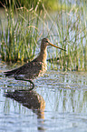 black-tailed godwit in the water