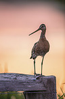 Black-tailed godwit stands on pole