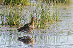black-tailed godwit in the water