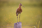 Black-tailed godwit stands on pole