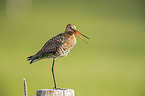 Black-tailed godwit stands on pole