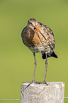 Black-tailed godwit stands on pole