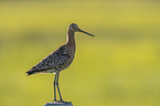 Black-tailed godwit stands on pole