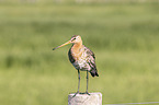 Black-tailed godwit stands on pole