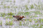 black-tailed godwit