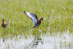 black-tailed godwits