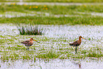 black-tailed godwits