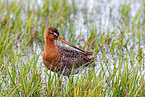 black-tailed godwit