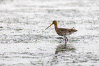 black-tailed godwit