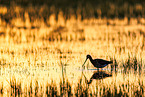 black-tailed godwit