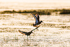 black-tailed godwits