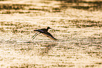 black-tailed godwit