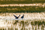 black-tailed godwits