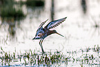 black-tailed godwit