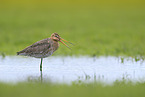 black-tailed godwit