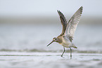 black-tailed godwit