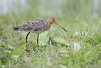 black-tailed godwit