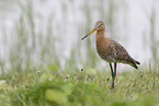 black-tailed godwit