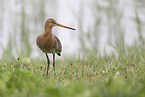 black-tailed godwit