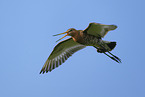 black-tailed godwit