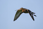 black-tailed godwit