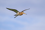 black-tailed godwit