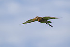 black-tailed godwit