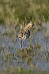 black-tailed godwit