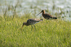 black-tailed godwits