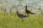 black-tailed godwits