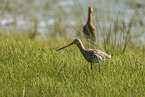 black-tailed godwits