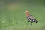 black-tailed godwit
