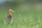 black-tailed godwit
