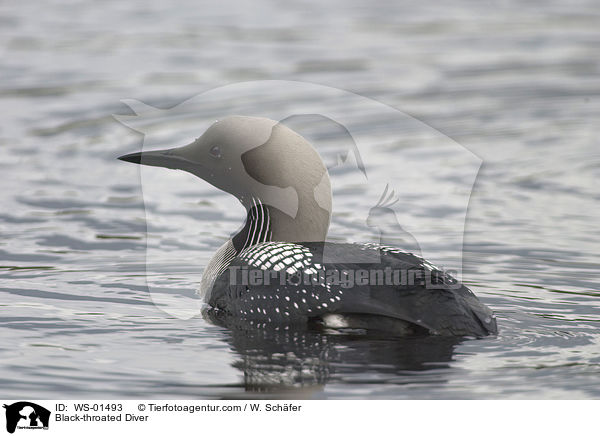 Black-throated Diver / WS-01493