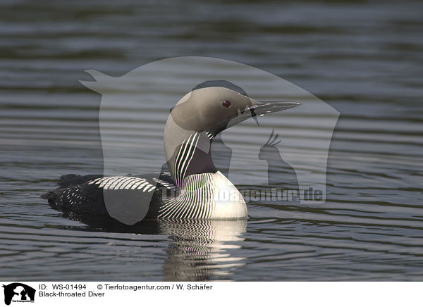 Black-throated Diver / WS-01494