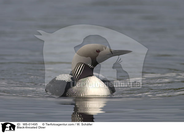 Black-throated Diver / WS-01495