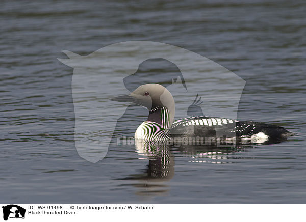 Prachttaucher / Black-throated Diver / WS-01498